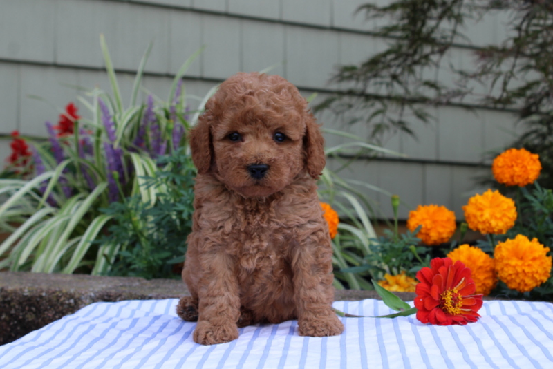 puppy, for, sale, Mini Poodle, Matthew B. Stoltzfus, dog, breeder, Gap, PA, dog-breeder, puppy-for-sale, forsale, nearby, find, puppyfind, locator, puppylocator, aca